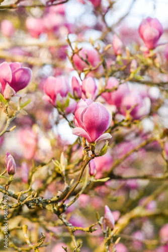 Blooming pink magnolia flowers  natural landscape.