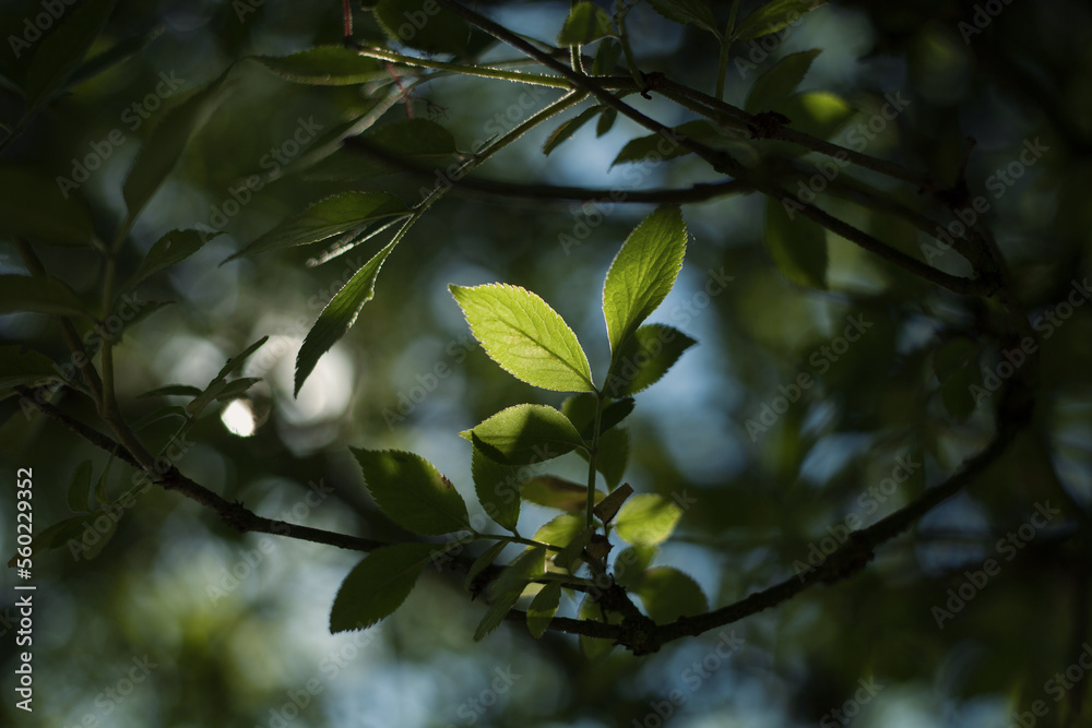 Grüne Blätter eines Baumes im Gegenlicht eines Sommertages. Grüne Blätter eines Baumes im Gegenlicht eines Sommertages.