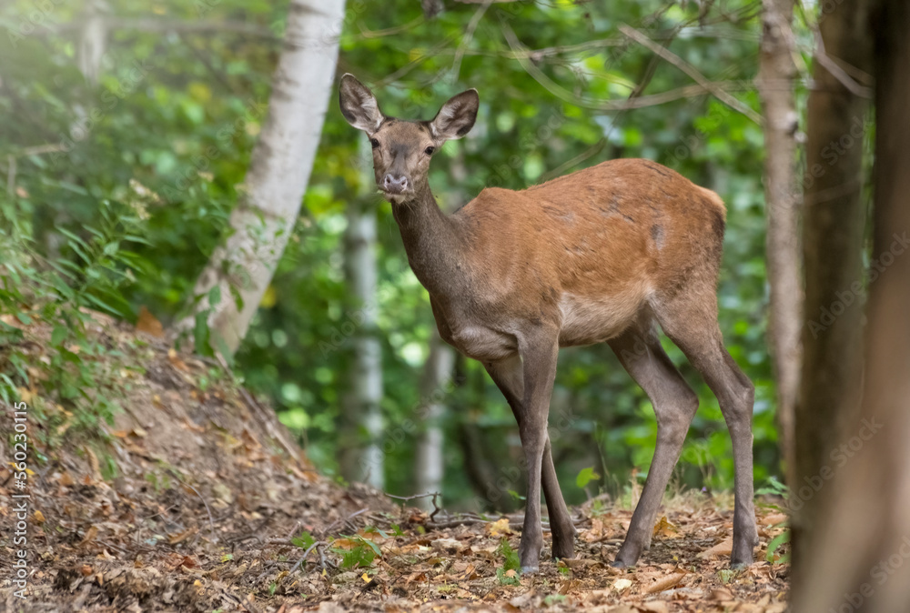 Young female red deer (doe - Cervus elaphus) looking into camera from the thick of the wood in a summer evening on the Italian Alps, Piedmont.