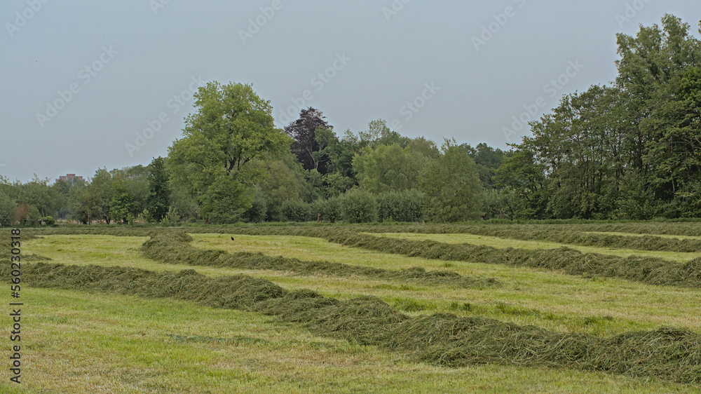 reshly mown grass drying in a meadow on a spring day in the village of Vinderhoute, Flanders, Belgium