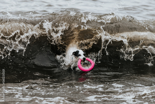 Pies bawi się aportuje na plaży w Sobieszewie, Morze Bałtyckie, Polska
