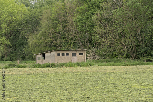 Old shed in a meadow, with forest behind inh Vinderhoute, Flanders, Belgium photo