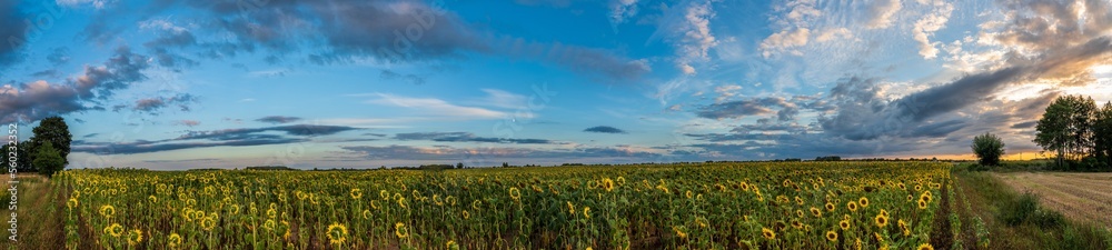 Panorama pola ze słonecznikami