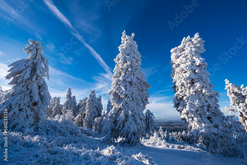 Coniferous trees covered with ice and snow on the Großer Feldberg in the Taunus/Germany