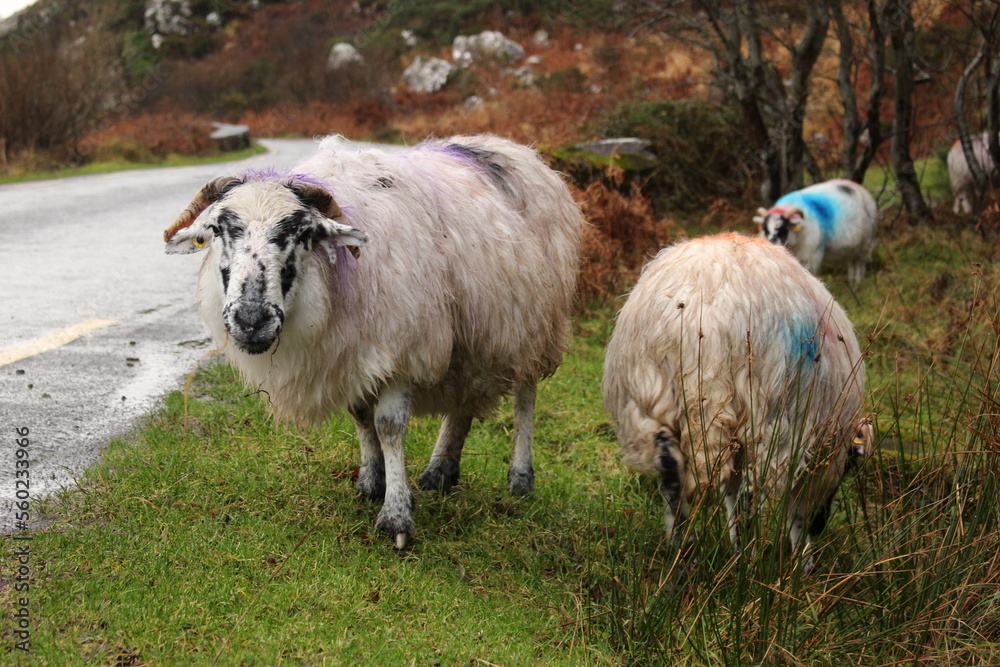 Colourful sheep on the roadside at the Gap of Dunloe, County Kerry, Ireland
