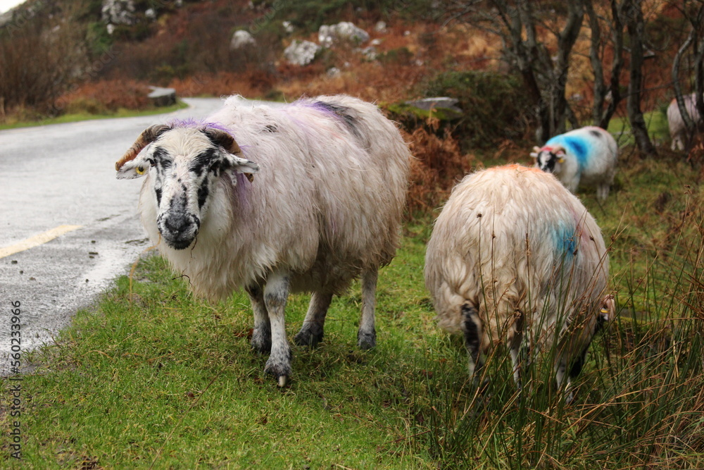 Obraz premium Colourful sheep on the roadside at the Gap of Dunloe, County Kerry, Ireland