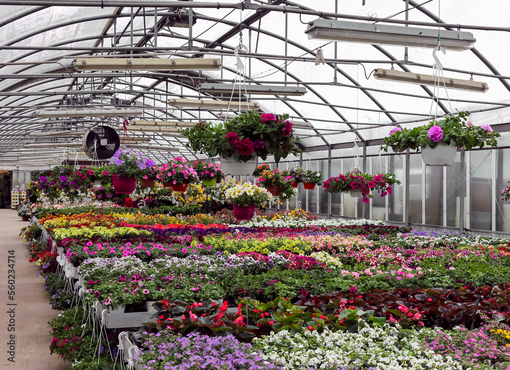flowers and flowering plants inside the heated greenhouse in winter