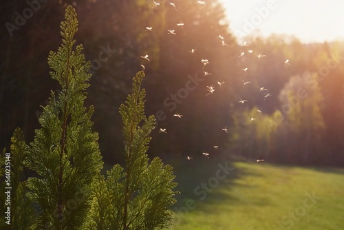 Mosquitos swarm flying in the sunset light