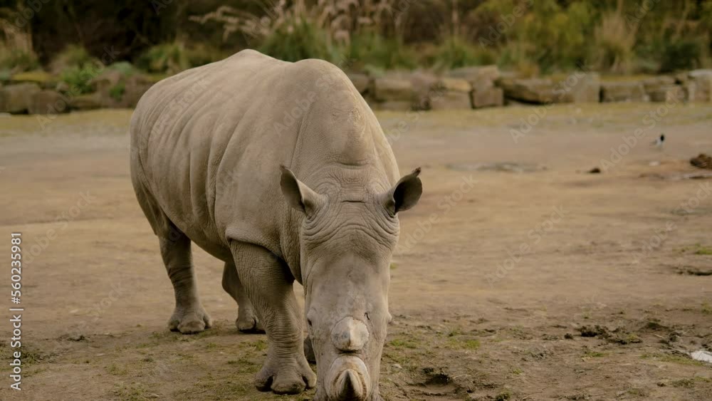 White African Rhino Walking In The Nature White African Rhino Walking In The Nature