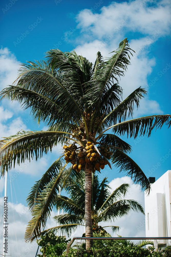 Palm tree with coconuts on a white sand beach in Cancun, Mexico