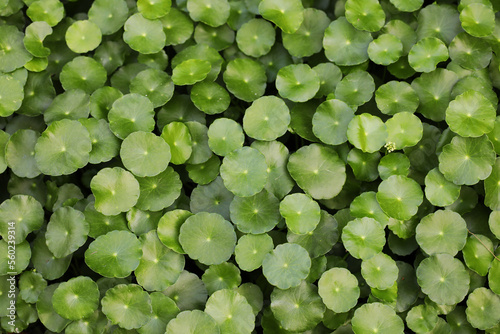 Water pennywort (Hydrocotyle umbellata) growing as an aquatic plant near water 