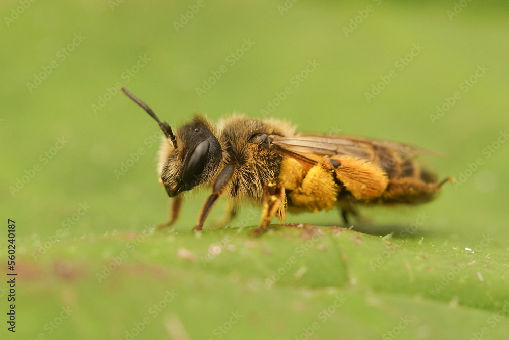 Closeup on a female yellow legged mining bee, Andrena flavipes, loaded with yellow pollen Closeup on a female yellow legged mining bee, Andrena flavipes, loaded with yellow pollen