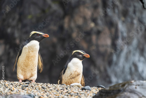 Fiordland penguin  Eudyptes pachyrhynchus 