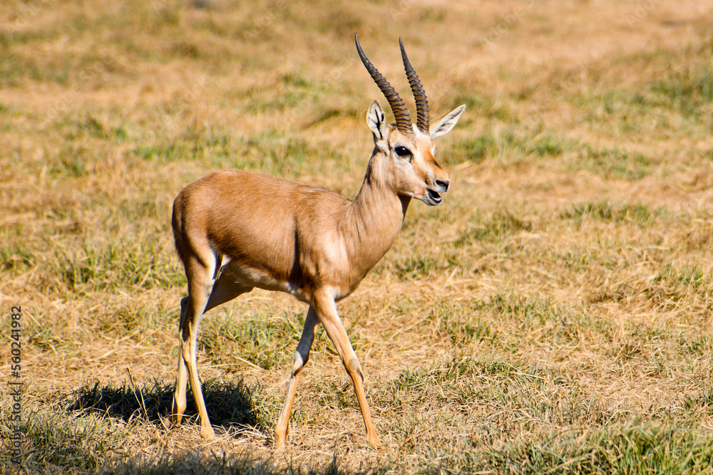 impala in the desert impala in the desert