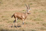 impala in the desert