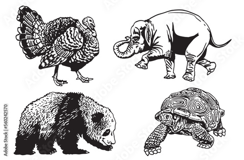 Photography Graphical set of animals isolated on white background,vector illustration