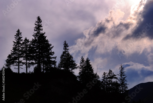 Black silhouettes of spruce trees on top of the mountain, against a cloudy stormy sky background, at sunset. Picturesque and minimalist natural landscape to use in compositions and abstract concepts