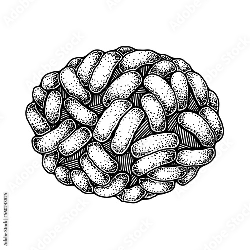 Hand drawn smallpox virus isolated on white background. Realistic detailed scientifical vector illustration in sketch stile