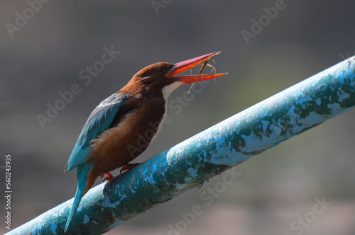 White throated or white breasted kingfisher feeding in Bharatput bird sanctuary also known as Keoladeo national park photo