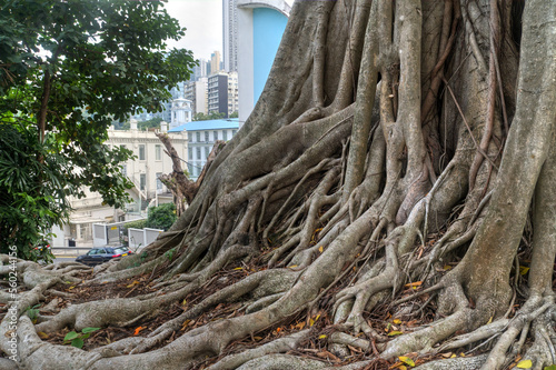 An old Chinese Banyan (Ficus Microcarpa) near a road on Hong Kong island.