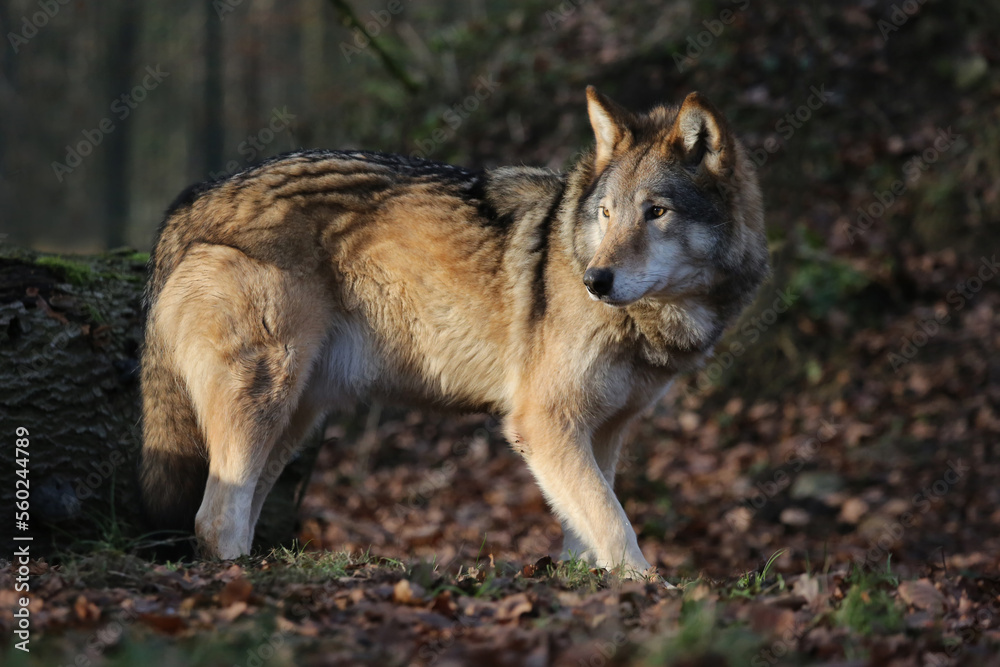 Fototapeta premium ein timberwolf in einem wald, canis lupus