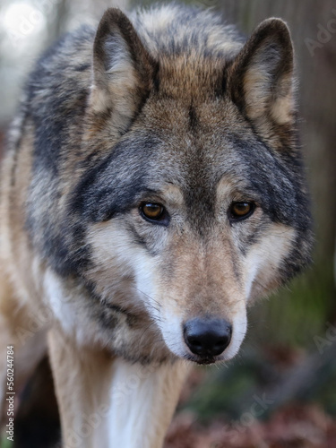 portrait von einem timberwolf  canis lupus