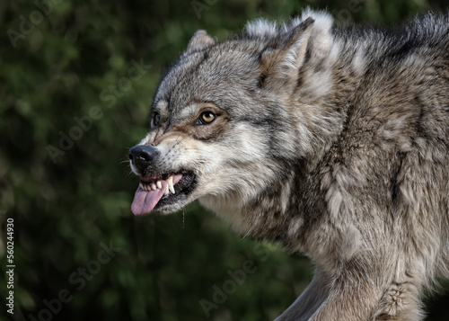 portrait von einem wolf, der die zähne fletscht, nahaufnahme vom kopf