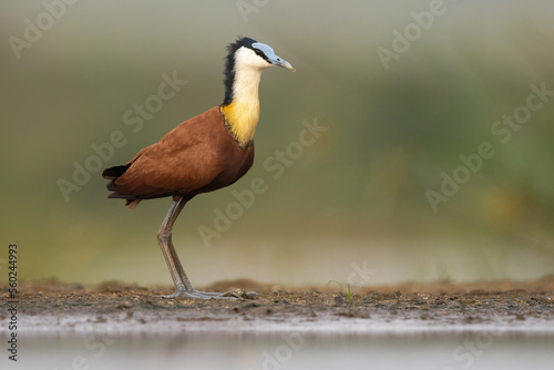 African Jacana standing against a neutral natural background