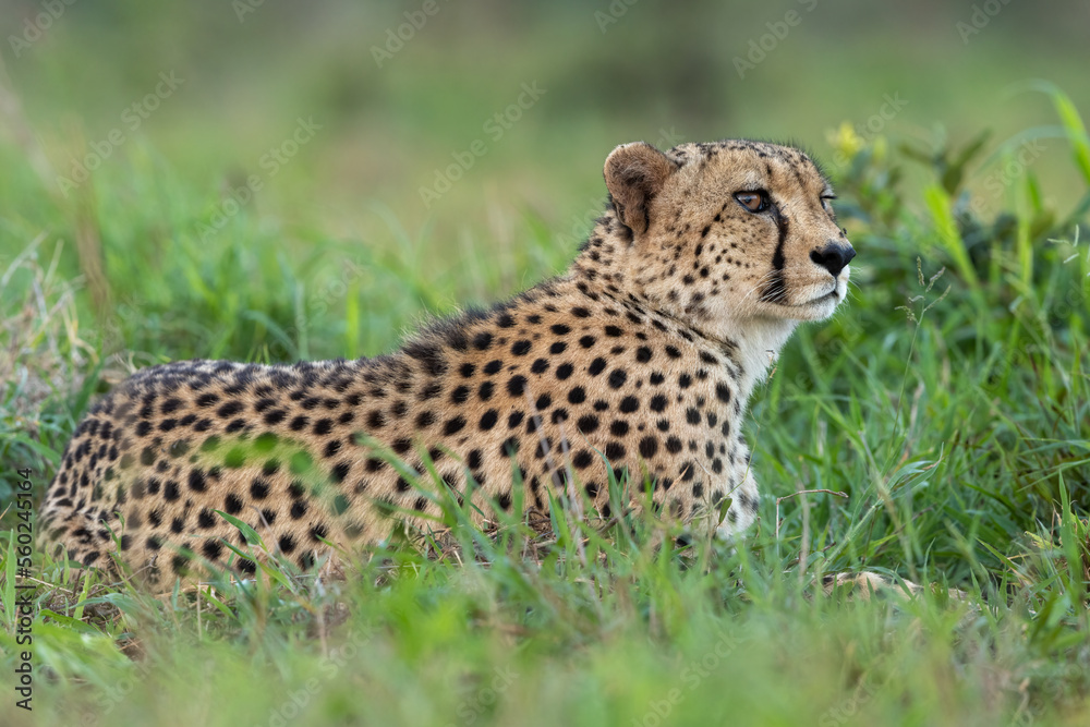 Wild Cheetah resting in the grass Wild Cheetah resting in the grass