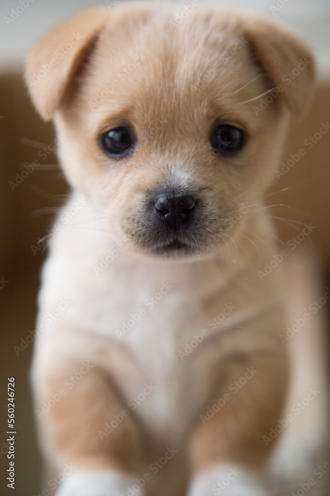 little puppy little puppy