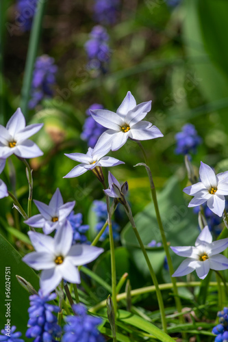 Ipheion uniflorum Wisley Blue spring starflower flowers in bloom  small light bulbous springtime flowering plant