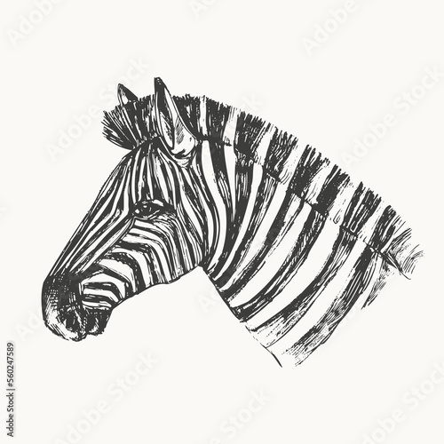 Hand drawn zebra head drawing