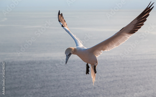 Quadro su tela Northern gannet lands on the montain cliff on the island of Heligoland