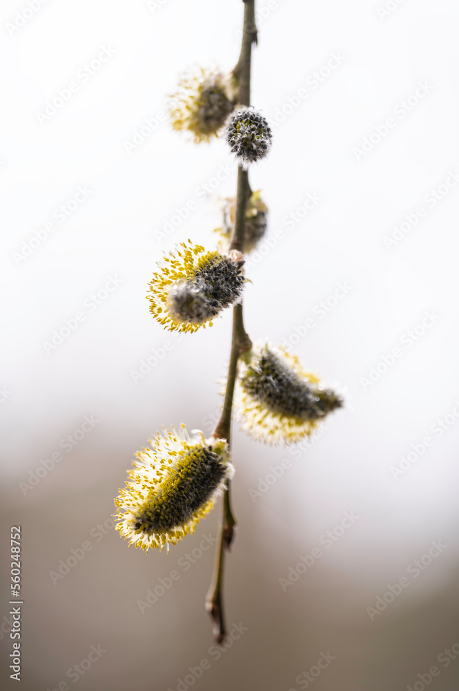 Naklejka premium Close-up of a willow bud. Österbotten/Pohjanmaa, Finland