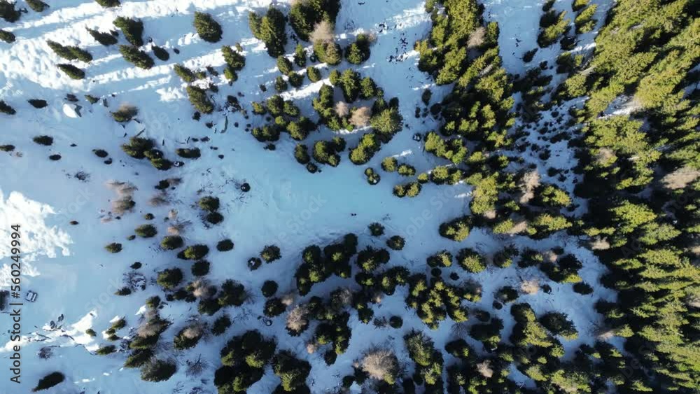 Aerial shot of a pine forest covered in snow in Trentino Alto Adige (northern Italy). Snow, evergreen pines, untouched nature, absolute silence and wildlife. Aerial shot of a pine forest covered in snow in Trentino Alto Adige (northern Italy). Snow, evergreen pines, untouched nature, absolute silence and wildlife.