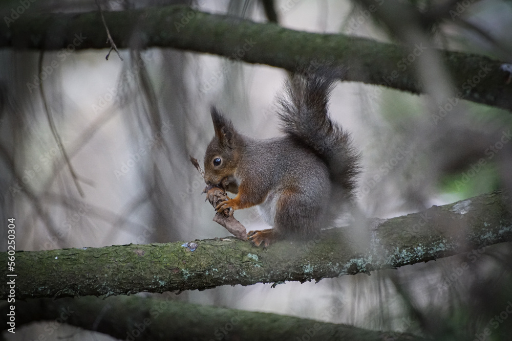 Obraz premium squirrel on a tree