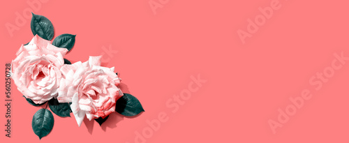 Pink roses with green leaves overhead view - flat lay