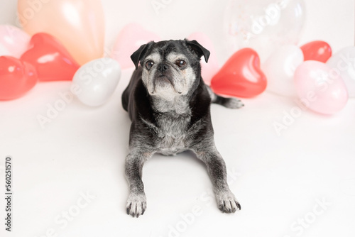 black senior pug dog with valentine's heart shaped balloons