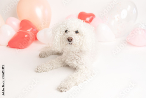 white poodle dog with valentine's heart shaped balloons