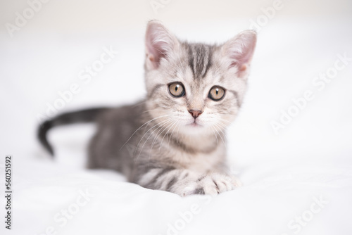A funny gray kitten sits in a cozy white bed. Postcard with a pet