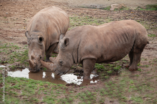Rhinos drink water. natural conditions