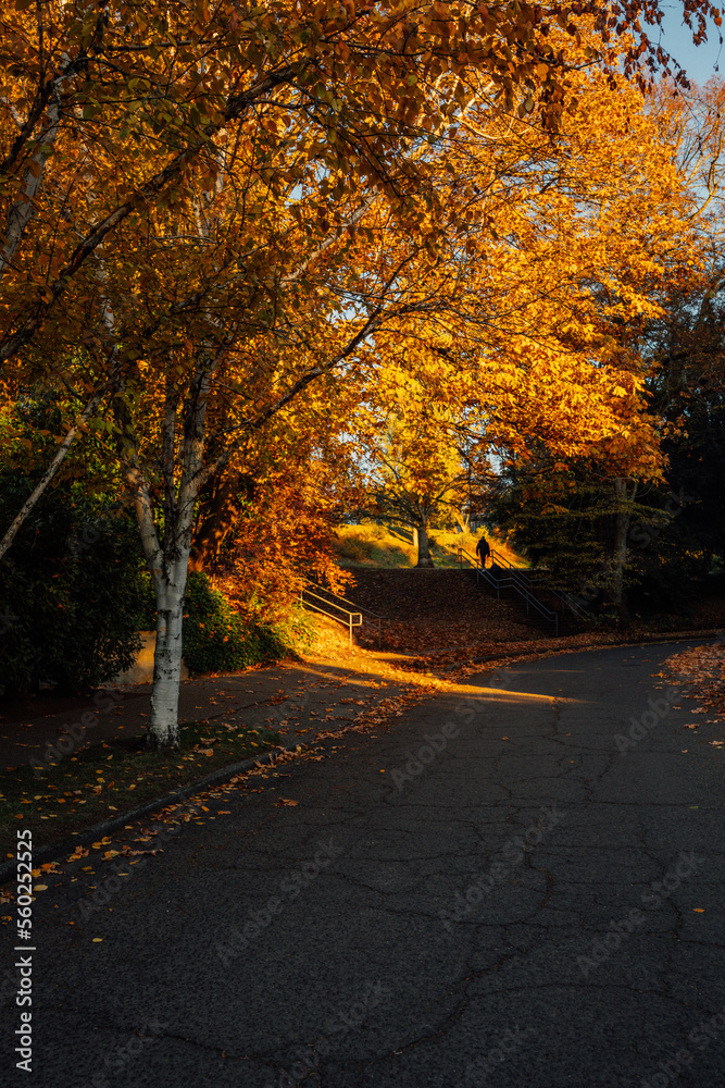autumn trees with changing yellow and orange leaves in Volunteer Park, Seattle at sunset