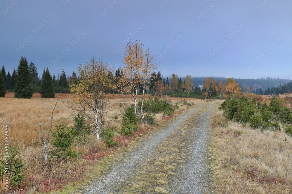 Stream Roklansky, Modrava, Sumava, Czech Republic, view on the autumn forest, Sumava National Park, Luzen valley 