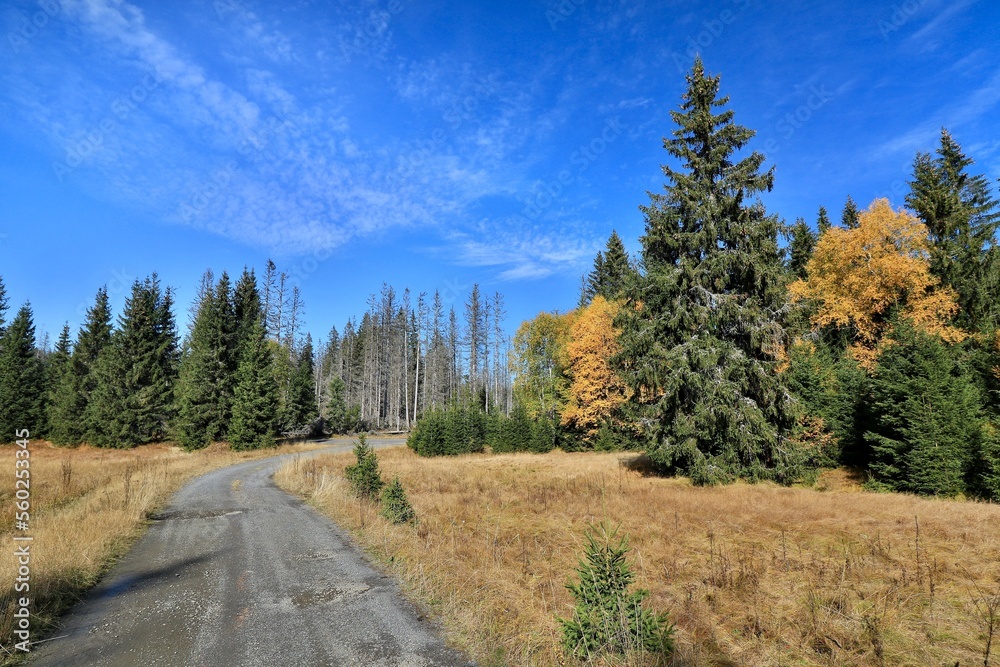 Stream Roklansky, Modrava, Sumava, Czech Republic, view on the autumn forest, Sumava National Park, Luzen valley 