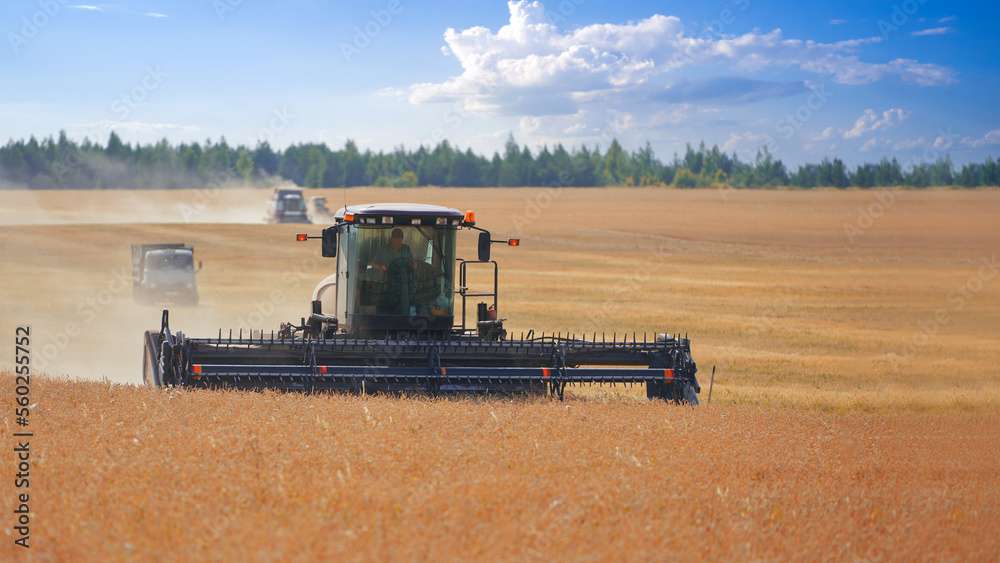 Fototapeta premium Grain harvesting in a separate way. Roller harvesters and a grain harvester with a truck are working on the field at the same time.