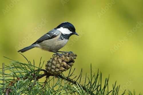 Coal tit, (Parus ater), sýkora úhelníček on the branch in autumn colors