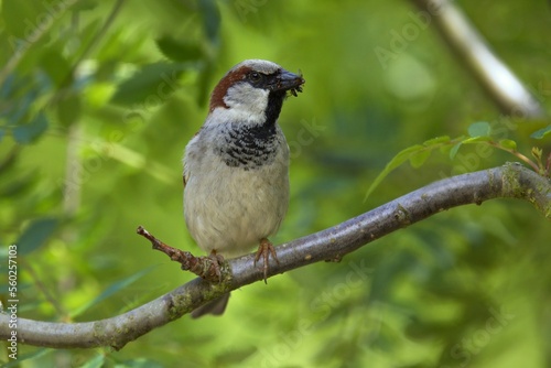 Closeup of a sparrow on a branch against a green background, The house sparrow (Passer domesticus).