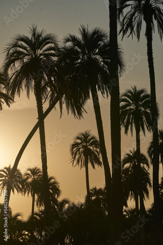 Silhouette Palm Trees Against Sky During Sunset © RAOTA
