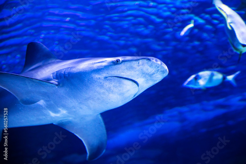 Shark in the water. Aquatic creature. Water world. Sea, ocean, lake and river fauna. Zoo and zoology.