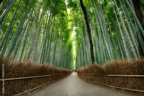 京都嵐山の竹林の小道